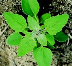 سلمه تره / سلمک